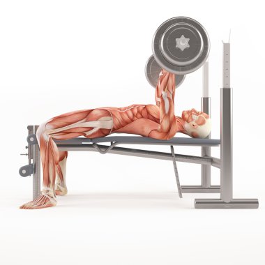 Spor vücut geliştirme egzersiz. Geniş tutuş barbell bench press. Göğüs kas grubu