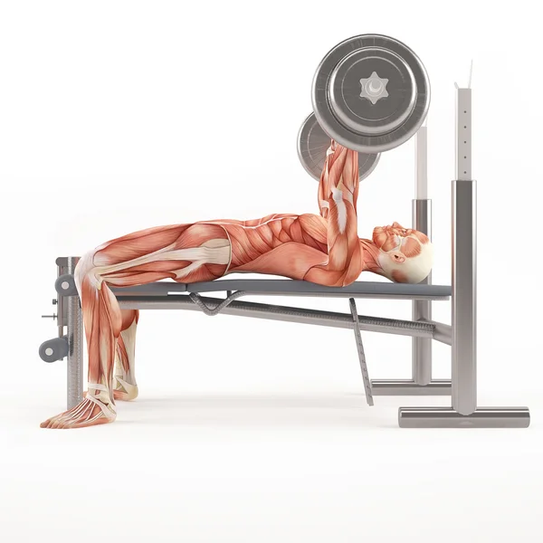 Spor vücut geliştirme egzersiz. Geniş tutuş barbell bench press. Göğüs kas grubu — Stok fotoğraf