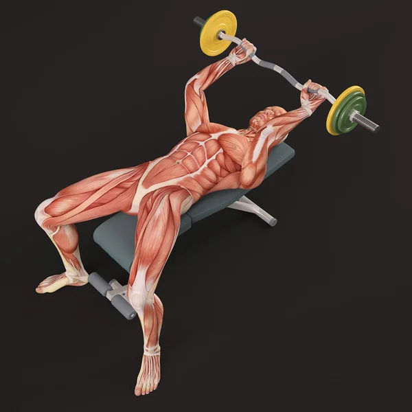 Exercice de musculation. Mensonge Triceps Press. Concasseur de crânes. Extension de triceps menteurs. Triceps groupe musculaire — Photo