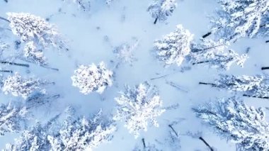 Rusya 'da kış ormanı karı, Karelya çam ağaçları, insansız hava aracı..