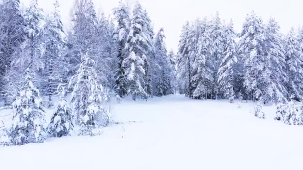 Дорога Через Зимний Лес Замороженные Деревья Снежные Заносы — стоковое видео