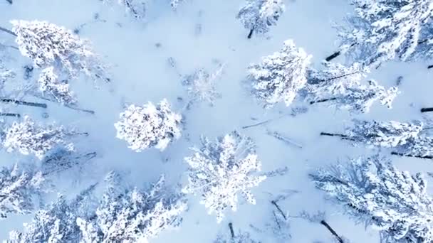 Inverno Floresta Neve Rússia Karelia Pinheiros Paisagem Drone Tiro — Vídeo de Stock