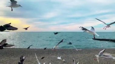 Martılar mavi deniz kıyısında günbatımının arka planında uçar.