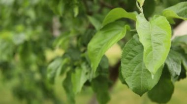 Bahçede elma yetiştiriyor. Bahçedeki elma ağaçlarının yeşil yaprakları. Yazın dallar ve elma yaprakları.