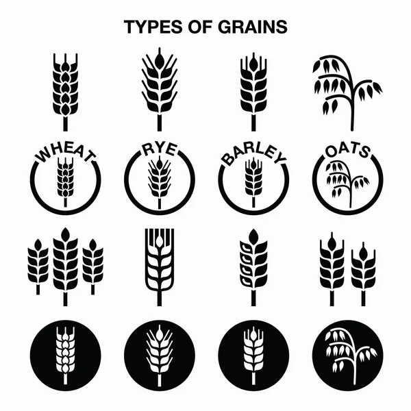 Tipos de grãos, ícones de cereais - trigo, centeio, cevada, aveia —  Vetores de Stock