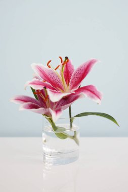 Şeffaf cam vazoda zambak çiçeği ve tomurcuk