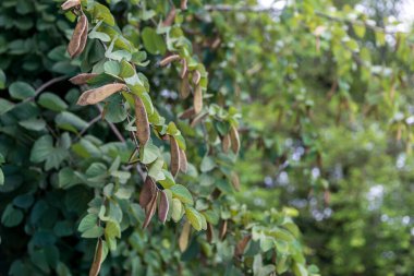 Orkide ağacı kabuğu. uzun bauhinia kapsülü. 