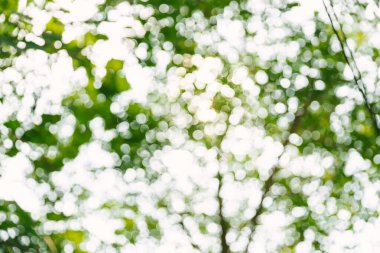 Doğadaki yeşil bokeh soyut bulanık arka plan yeşil bokeh ağaçtan. Ağaç ve yaprakların doğal bulanık bokeh arkaplanı.