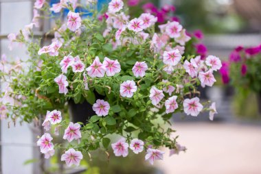 Sabah zaferi mutlu bir şekilde büyüyor ve bahçede çiçek açıyor. Bahçe doğasında sabah zafer çiçekleri.