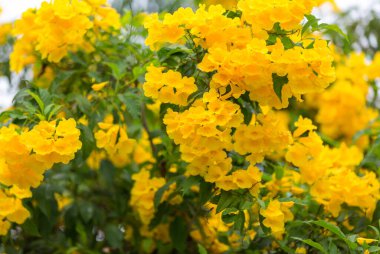 Tabebuia Aurea tamamen çiçek açıyor. Tabebuia Aurea 'nın güzel sarısı. Paraguay gümüş trompet ağacı.