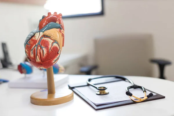 Heart Model Human Heart Plastic Model Anatomical Model Human Heart — Stock Photo, Image