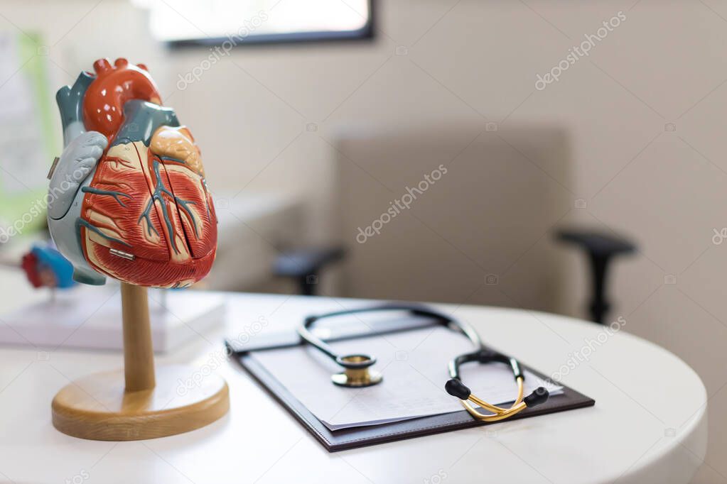 heart model. Human heart plastic model. anatomical model of human heart.