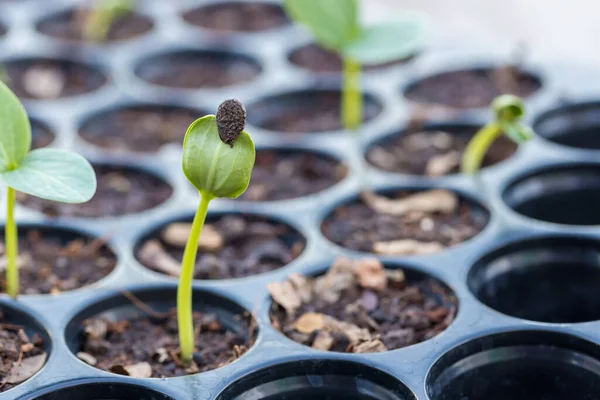 Green sprout growing from the soil. zucchini (Cucurbita pepo) seedling growing up from soil. Zucchini Squash Seedlings. a sprouting zucchini plant growing.