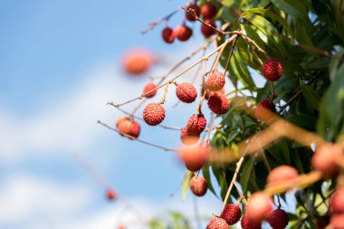 Ağaçta taze liçi var. Olgun Lychees ile kaplı liçi ağaçları. Olgun liçi meyveleri fidanlıktaki ağaçta. 