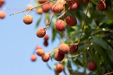 Ağaçta taze liçi var. Olgun Lychees ile kaplı liçi ağaçları. Olgun liçi meyveleri fidanlıktaki ağaçta. 