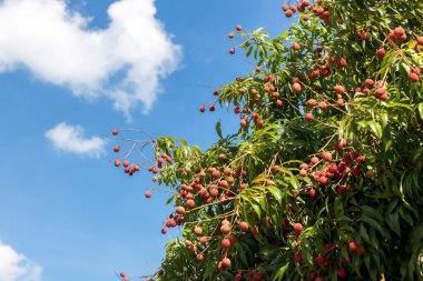 Ağaçta taze liçi var. Olgun Lychees ile kaplı liçi ağaçları. Olgun liçi meyveleri fidanlıktaki ağaçta. 