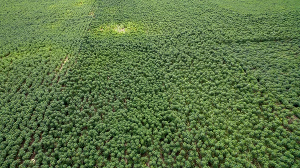 Aerial view Rows of cassava in farm pattern. Copy space for background. Aerial view Baby cassava or manioc plant on field.  Cassava field for natural background take photo with drone.