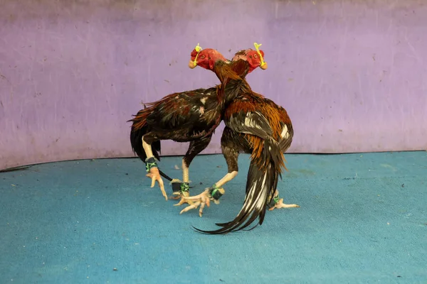 Piękny Kogut Gra Zdjęcie Dwóch Walczących Kogutów Walczących Tajlandii Gamecocks — Zdjęcie stockowe
