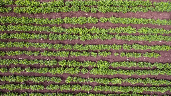 Vista Aérea Campo Soja Maduración Verde Paisaje Agrícola Hermosos Campos — Foto de Stock