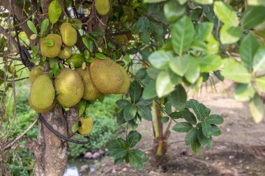 Fresh jackfruit tree. Jackfruit traditional fruit on the tree. Lots of Jackfruits on a tree.