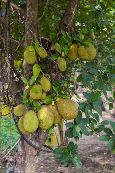 Árvore Jaca Fresca Jaca Fruta Tradicional Árvore Muitas Jaquetas Uma — Fotografia de Stock