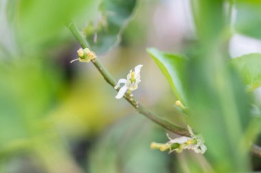 Bitkinin içinde büyüyen taze kireç. Bitki kirecinden küçük yeşil olgunlaşmamış meyveler. Makroda küçük meyveli genç limon bitkisi. Hala küçük olan Kaffir limonu genellikle pişirme malzemeleri için kullanılır.