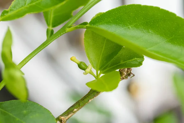 Крупный План Молодого Известняка Растущего Растении Маленькие Зеленые Незрелые Плоды — стоковое фото