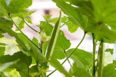 Çiftlikteki bitkide bamya sebzesi. Ev bahçesinde yetişen bamya bitkisi. Bamya çiçeği.