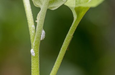Mealybug bitkinin büyümesini engelliyor. Mealybug makrosu. Bamya bitkisindeki böcekler..