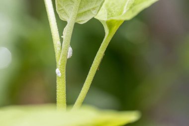 Mealybug bitkinin büyümesini engelliyor. Mealybug makrosu. Bamya bitkisindeki böcekler..