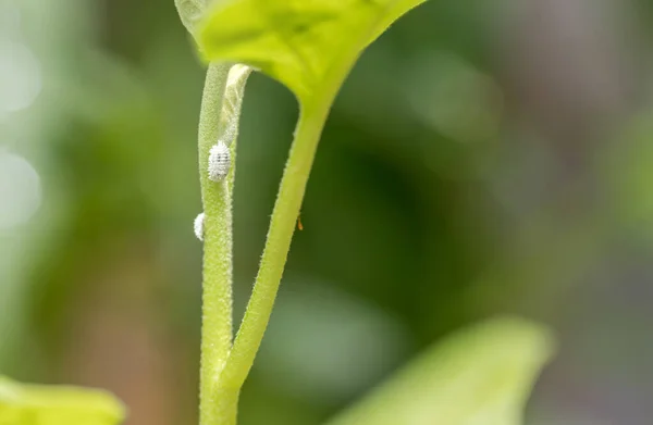 Infestación Por Cochinilla Crecimiento Planta Macro Cochinilla Mealybugs Planta Okra —  Fotos de Stock