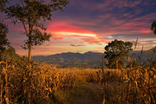 Golden corn fields, background mountain and orange sky from evening sunset. Corn is economic agriculture of south east Asia. ripening ears of yellow wheat field on the sunset.