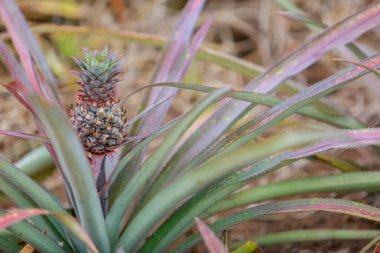 Lastik bahçede ananas bitkisi tarlası. Çiftlikte yetişen ananaslı tropikal meyve. Çiftlikteki ananas, doğadaki tropikal meyve..