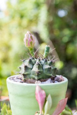 Goloden Echinopsis kaloklora kaktüsü. Çöl bitkisi. Tencerede küçük bir kaktüs grubu var. Seçici odak, küçük yuvarlak kaktüslerden oluşan yakın çekim grubu.
