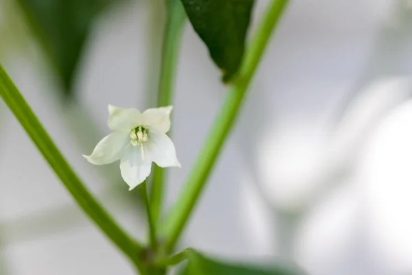 Fiore Peperoncino Bianco Giardino Fiori Peperoncino Stanno Fiorendo Giardino Fiore — Foto Stock