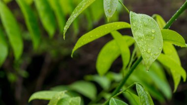 Arka planda su damlası olan yeşil bir yaprak. Yaprakların üzerine su damlası, doğal yeşil arka plan. Ağacın yaprağına yağmur damlaları.