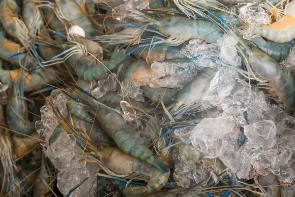 Seafood Fresco Parte Animal Mar Rio Camarão Com Gelo Bandeja — Fotografia de Stock
