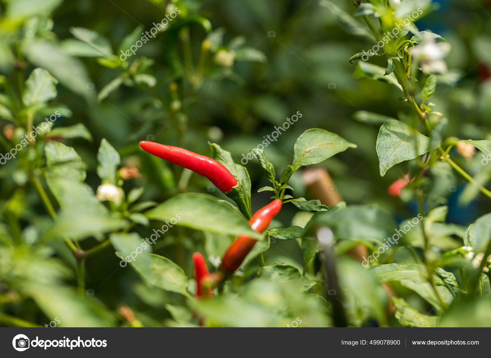 Chili Peppers Tree Garden Red Chili Pepper Tree Pot Plant Stock Photo
