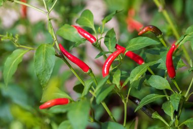 Bahçedeki ağaçta kırmızı biber. Saksı bitkisindeki kırmızı biber ağacı, kuş gözü kırmızı biber çiçeği. Organik çiftlikte Tayland biber ağacı tarımı.
