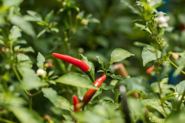 Bahçedeki ağaçta kırmızı biber. Saksı bitkisindeki kırmızı biber ağacı, kuş gözü kırmızı biber çiçeği. Organik çiftlikte Tayland biber ağacı tarımı.