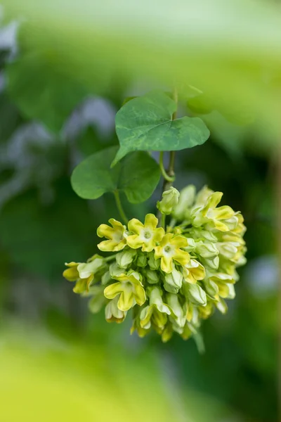 カウスリップクリーパーの花束 カウスリップクリーパーテロズママイナークレイブ食品庭に咲く緑の花野菜 新鮮な野菜オーガニック花は美味しくて健康的な食べ物です — ストック写真