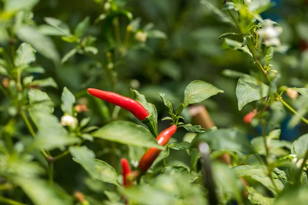 Bahçedeki ağaçta kırmızı biber. Saksı bitkisindeki kırmızı biber ağacı, kuş gözü kırmızı biber çiçeği. Organik çiftlikte Tayland biber ağacı tarımı.