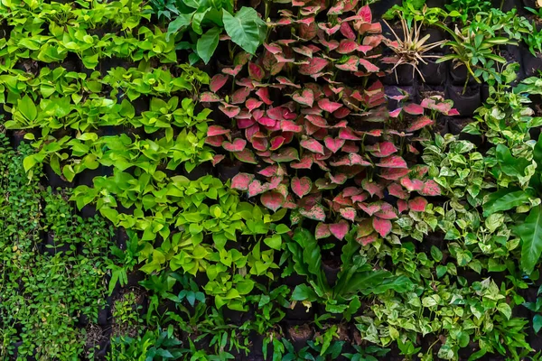 Ściana Ziołowa Ściana Rośliny Naturalna Zielona Tapeta Tło Ściana Natury — Zdjęcie stockowe