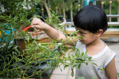 Kırmızı biberli el, çocuklar ev bahçesinde kırmızı biber topluyor. çocuk biber topluyor.