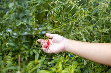 Kırmızı biberli el, ev bahçesinde kırmızı biber toplayan kadın..