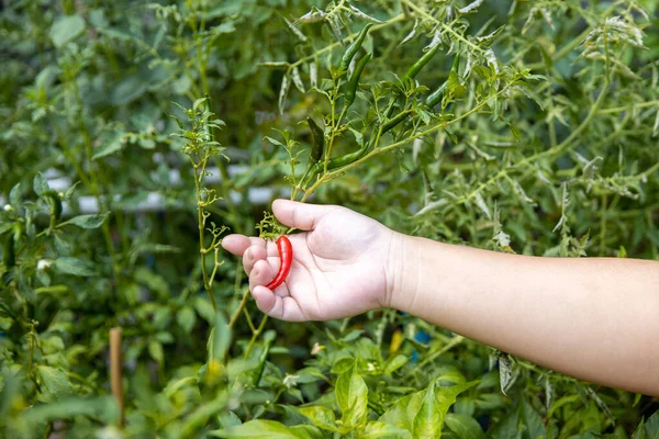 Hand with chili, woman hand picking red chili in the home garden.