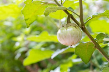 Sebze bahçesindeki ağaçta Tayland patlıcan. Ağaçta asılı Tayland patlıcan yaprakları ve çiçeklerle. Ağaçta izole edilmiş yeşil Asya patlıcan meyvesi.