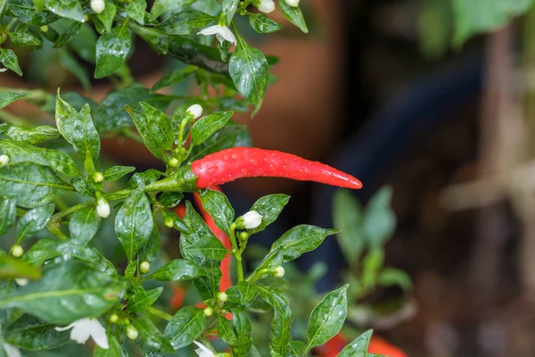 chili peppers on the tree in garden. Red chili pepper tree in pot plant, Bird\'s eye chili blooming. Thai chili tree agricultural in organic farm.