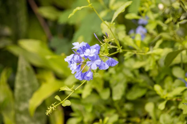 Olvídame Flor Con Hojas Verdes Brillantes Flores Azules Olvidan Campo —  Fotos de Stock