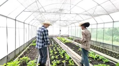 Bahçıvan, sera yetiştirmede yeşil marul kalitesini inceler ve kaydeder. Bahçecilik çiftçisi hidrofonik çiftlikte sağlıklı beslenme organik salata sebzeleri topluyor.
